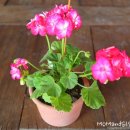 향기4로 이미지