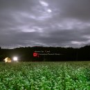 봉평메밀밭 이미지