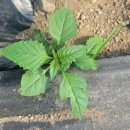 서희농장 이미지