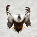2017년 제8회 오두본 조류 사진공모전 수상작 100선 (The 2017 Audubon Photography Awards: Top 100) 이미지