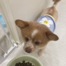 재키애견 이미지