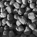 경천식물원 이미지