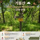 산들야생화 - 고양시 덕양구 호국로 1611 | 인제 기룡산 산행 후기｜푸른 임도와 야생화 가득한 힐링 등산코스