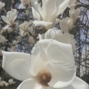 Magnolia kobus(목련) - 134772 김형준 이미지