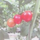 방주농원 이미지