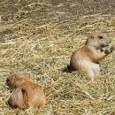 아이티엘 코리아 이미지