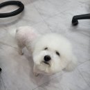 몽이묭실 이미지