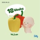 승원(주)콩트비 | 임신 17주 - 20주 : 태교여행 황금기만을 기다려왔다