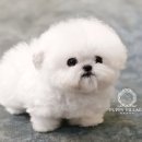 퍼피빌리지 이미지