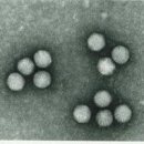 아데노바이러스 성인 소아 원인 잠복기 성인 아데노바이러스 이미지
