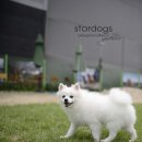 스타독스 이미지