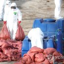 닭나라 정 이미지