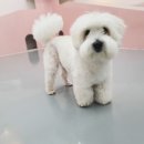 딩굴댕굴 애견호텔 유치원 이미지