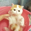 목욕하는고양이