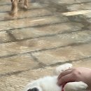 함께할개 사랑할개 이미지