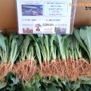 제내농장 이미지