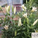 14번째 나리꽃 입니다 / 한길타조농장 이미지