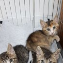 펫스티벌 동물병원 이미지