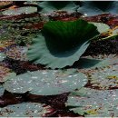 강주연못 이미지