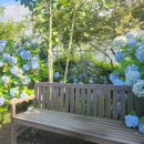 효돈로 | 제주도 서귀포 수국명소 힐링정원 &#39;베케&#39;