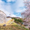 [서울 벚꽃 Top 10] 올림픽공원, 현충원…벚꽃 명당을 찾아라 이미지