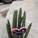 라온메디칼 이미지