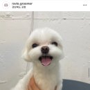 하비펫샵 이미지