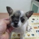 신월동187 이미지