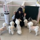 예뻐져라DOG 네이버블로그