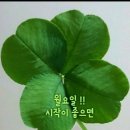 가목 이미지