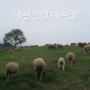 [평창 여행] 대관령양떼목장/평창가볼만한곳 이미지