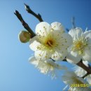 봄 꽃소식. 이미지