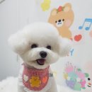 예쁘댕 이미지
