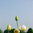 연꽃이 곱게피고있는 이천성호호수 연꽃단지 이미지