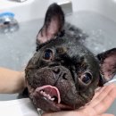 펫살롱케이 이미지