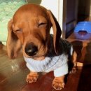 네일하는 강아지 이미지