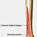 P.T의 신 이미지