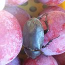 신태양농장 이미지