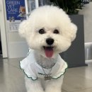 해나동물병원 네이버블로그