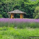 코스모스공원 | 양산 황산공원 후기 해바라기·버베나·황화코스모스·메타세쿼이아숲·황톳길까지 즐긴 여름 꽃여행