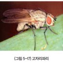 파리 이미지