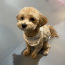 <b>아기</b><b>댕댕이</b> 성어니????‍????????