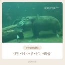 거북마루로 | 하식이와 슈빌이 있는 사천 아라마루 아쿠아리움 회전목마 케이블카 주차