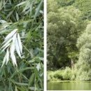 버드나무 이미지