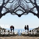 성흥로97번길 | 충남부여 성흥산성 사랑나무 하트나무 사진꿀팁 어플 주차장