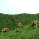 읍하목장 이미지