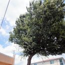 느티나무 이미지