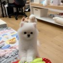 엘리스펫 이미지