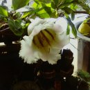 황금종1 이미지