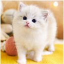 강남고양이분양 호야캣 이미지